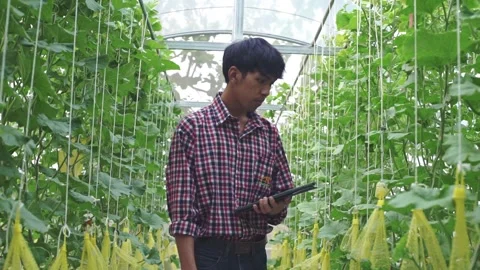 The farmer is checking the quality of the melon at the melon farm in a plastic h Stock Footage 144933695