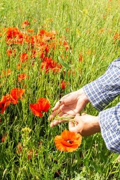 Farmer checking rapeseed sprouts Stock Photos