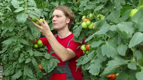 The farmer checking ripe and green tomatoes inside a greenhouse Stock Footage 325907856