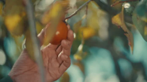 Farmer Checking Ripe Persimmon Fruit On Tree Branch In Orchard During Autumn Stock Footage 332238774