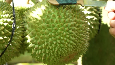 Farmer Checking Ripeness of Black Thorn Durian Fruit with Knife Video stock 335544919