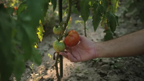 Farmer checking ripening green tomatoes on the vine in a commercial greenho.. Stock Footage 341494132