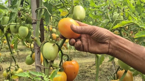 Farmer Checking Ripening Tomato Maturity On Vine In Agricultural Field 動画素材 336647643