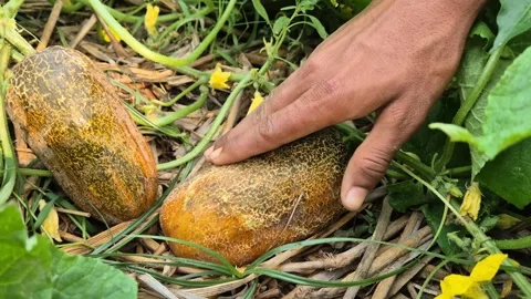 Farmer Checking Skin Texture Of Ripe Poona Kheera Cucumber For Harvest Stock Footage 336647346