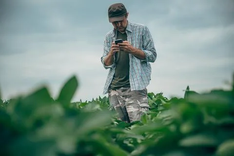 Farmer checking a smartphone application while inspecting a cultivated soyb.. 库存照片