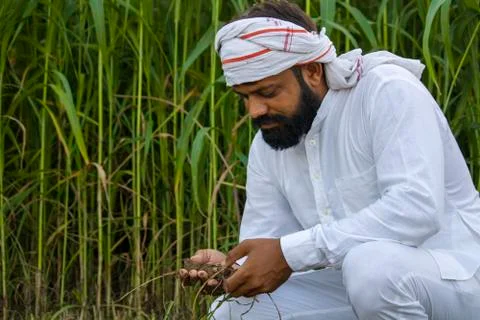 Farmer checking soil in fodder field Stock Photos