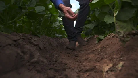 Farmer checking soil Stock Footage 306901885