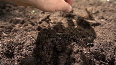 Farmer is checking soil quality before sowing wheat. Stock Footage 86282066