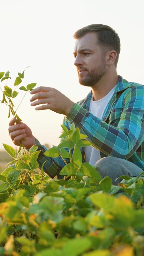 Farmer checking soybean plants in a field Stock Footage 317777564