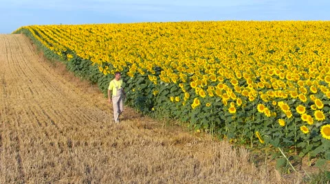Farmer checking on sunflowers on his field. Stock Footage 52442676