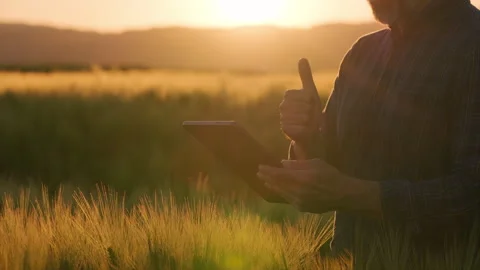 Farmer checking tablet data and showing thumbs up in barley field sunset Stock Footage 337348929