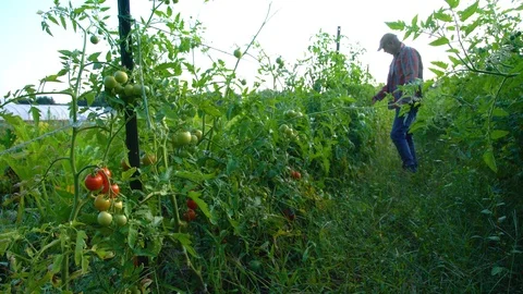 A farmer checking tomatoes Stock Footage 115184357