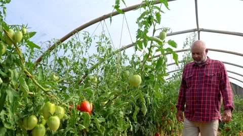 A farmer checking tomatoes in a greenhouse Stock Footage 160117339