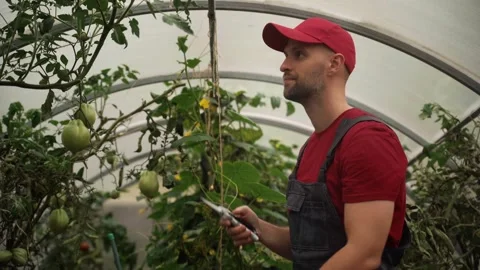 Farmer checking tomatoes growing in greenhouse Stockbeeldmateriaal 289828659