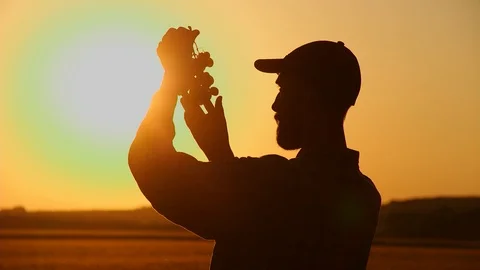 Farmer checking the vines at sunset 스톡 동영상 93654391