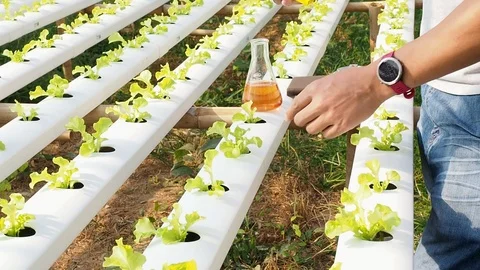 Farmer checking water ph value of organic hydroponic red oak. Stock Footage 124770989