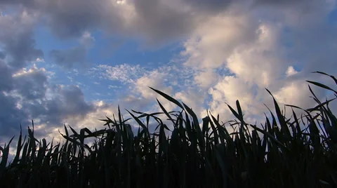 Farmer checking on wheat Stock Footage 50074082
