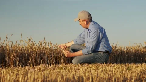 A farmer checking wheat in the golden sunlight, Man evaluating crops using a Stock Footage 301698489