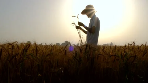 The farmer is checking the wheat production Video stock 195413863