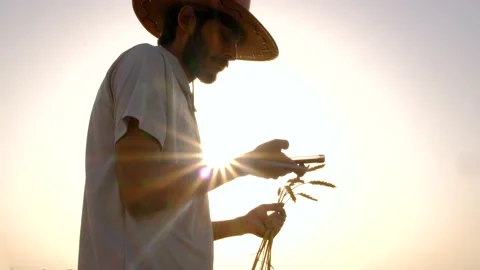 The farmer is checking the wheat production. wheat field. mobile in hand. Stock Footage 195411607