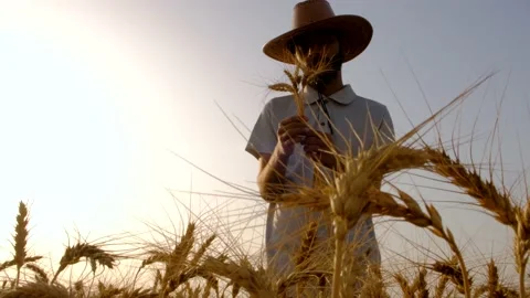 The farmer is checking the wheat production. wheat field. man in field Stock Footage 195411617