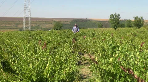 Farmer checking the wine grapes, organic farm, harvest, winery, vineyard Stock Footage 30587319