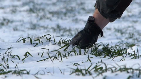 Farmer checking on young wheat under snow. Stock Footage 49093110