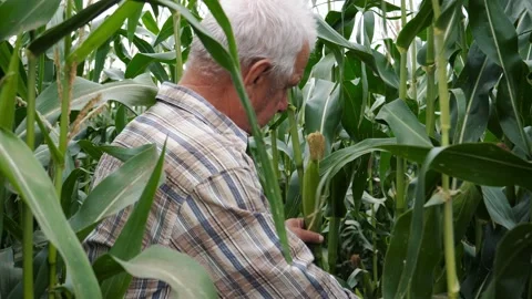 Farmer Checks Corn Harvest By Inspecting The Cobs In Rural Field Stock-Footage 212115997