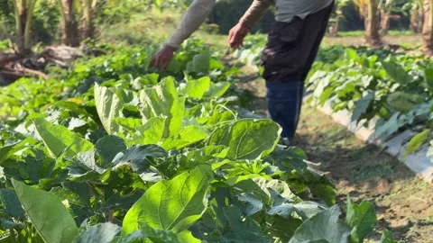 A farmer checks developing cucumbers while walking beside planted beds across a Stock Footage 338000721