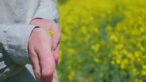Farmer checks development of flowering rapeseed crops in field. selective focus. Stock Footage 232439886