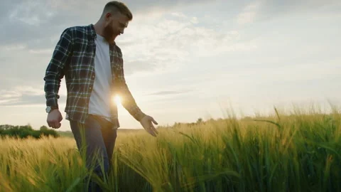 A farmer checks the ears of wheat in the field. Agribusiness Stock Footage 201483030