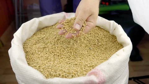 The farmer checks the grain Stock-Footage 265594192