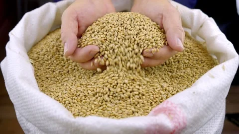 The farmer checks the grain. 스톡 동영상 265594267