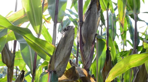 Farmer checks the harvestable corn Stock Footage 31463572