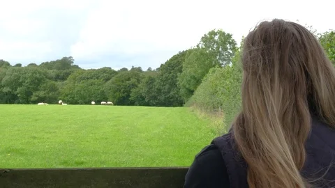 Farmer checks her flock Of Sheep in green field Stock Footage 78973516