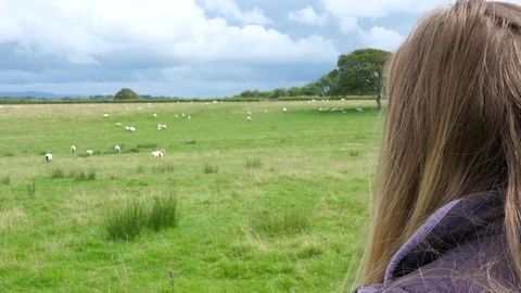 Farmer checks her flock Of Sheep in green field Stock Footage 78974658