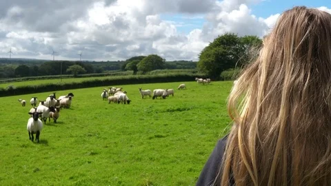 Farmer checks her flock Of Sheep in green field Stock Footage 78975272