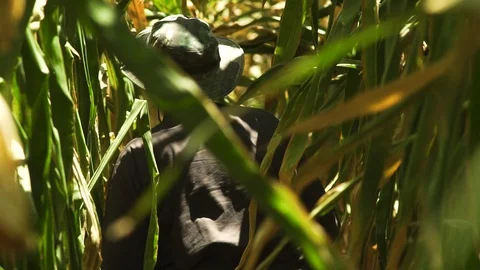 A farmer checks his cornfield Stock Footage 93968251