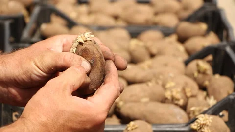Farmer checks the potatoes on the background of boxes of potatoes Stock Footage 110694600