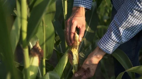 The farmer checks the quality of the corn crop Stock Footage 78671529