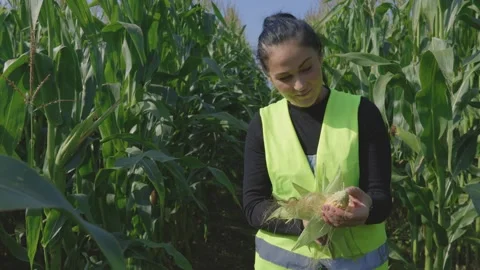 Farmer checks the quality of corn Stock Footage 340776942