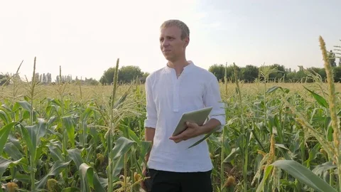Farmer Checks the Ripening Corn Stock Footage 78257828