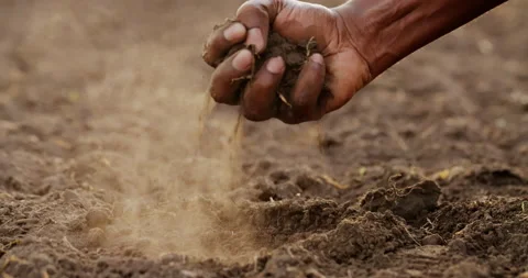 The farmer checks the soil is it suitable for organic farming Stock Footage 160303195