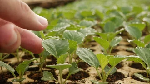 Farmer checks sprouted young cabbage seedlings in a greenhouse. Farm theme Stock Footage 134467351