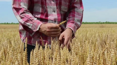 Farmer checks whether the wheat is ready for harvest Stock Footage 67099458