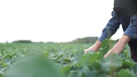 Farmer checks the young beet crop on the field Stock Footage