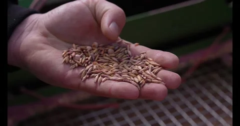 Farmer with chicken feed grain in his hands. Stock Footage 341728674