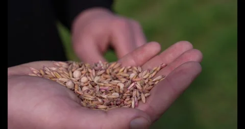 Farmer with chicken feed grain in his hands Stock Footage 341728938