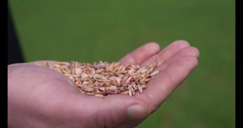 Farmer with chicken feed grain in his hands. Stock Footage 341729061