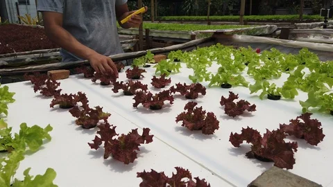 Farmer ckecking water ph value of organic hydroponic red oak in plant nursery Stock Footage 107427791